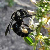 carpenter bee on Coutoubea flowers, photo A Popovkin