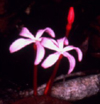 mycotrophic Voyria rosea, photo John Mitchell