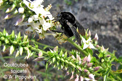 Coutoubea spicata pollinated by carpenter bee (Brazil)