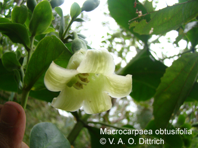 Macrocarpaea obtusifolia