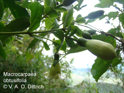 Macrocarpaea obtusifolia
