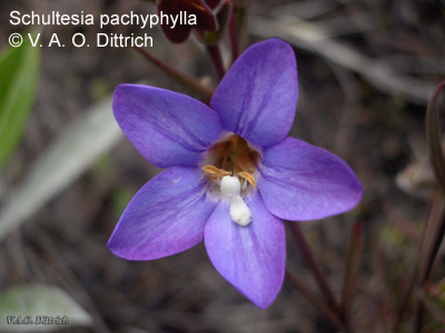 Schultesia pachyphylla, photo V Dittrich