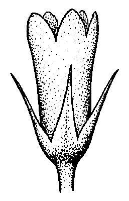 Curtia conferta flower