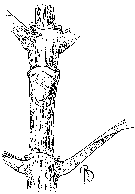 stem with ocreas