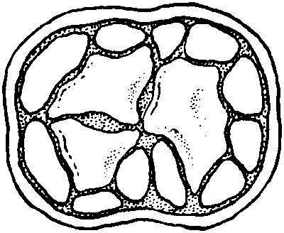 fruit in cross-section with seeds