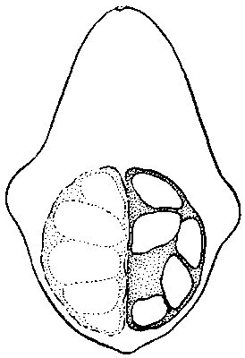 fruit in length-section